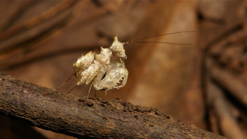 Картинка животные богомолы богомол насекомое макро itchydogimages