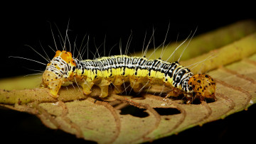 Картинка животные гусеницы лист гусеница макро itchydogimages