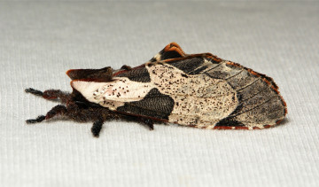 Картинка животные бабочки +мотыльки +моли itchydogimages макро моль бабочка