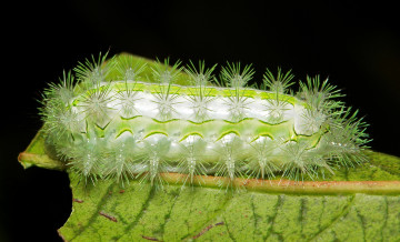 Картинка животные гусеницы itchydogimages макро гусеница лист