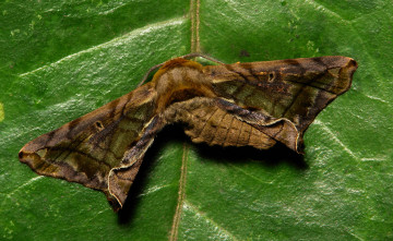 Картинка животные бабочки +мотыльки +моли itchydogimages макро моль крылья усики узор