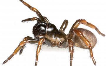 Картинка животные пауки паук