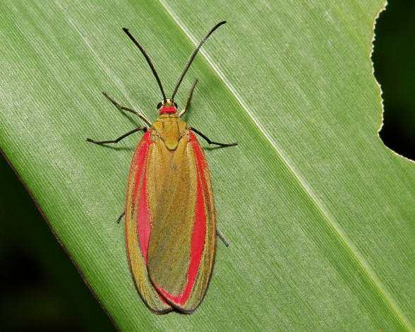 Обои картинки фото животные, бабочки,  мотыльки,  моли, itchydogimages, макро, моль, крылья, усики, узор