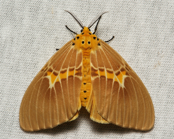 Обои картинки фото животные, бабочки,  мотыльки,  моли, макро, моль, бабочка, itchydogimages