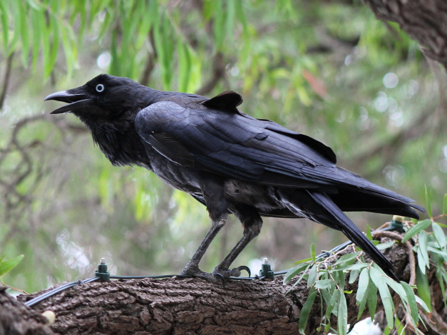 Обои картинки фото ворон, животные, вороны,  грачи,  галки, чёрный, птица