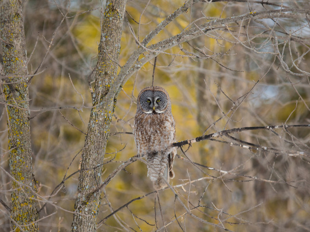 Обои картинки фото животные, совы, сова, птица, дерево, ветки