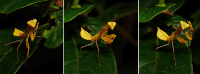Обои картинки фото животные, богомолы, коллаж, богомол, itchydogimages, макро
