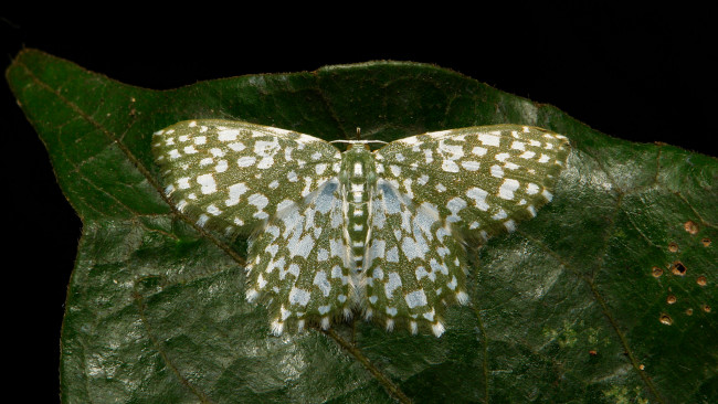 Обои картинки фото животные, бабочки,  мотыльки,  моли, itchydogimages, макро, моль, бабочка