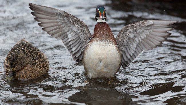 Обои картинки фото животные, утки, крылья, взмах, вода