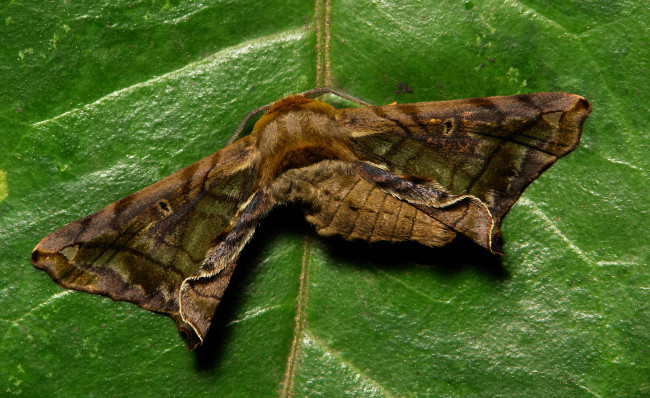 Обои картинки фото животные, бабочки,  мотыльки,  моли, itchydogimages, макро, моль, крылья, усики, узор