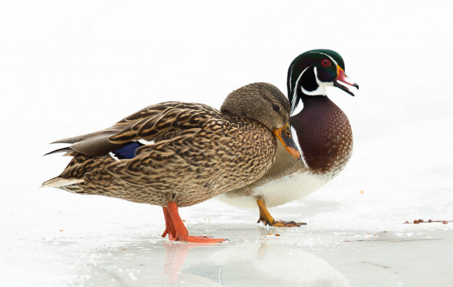 Обои картинки фото животные, утки, птицы, фон