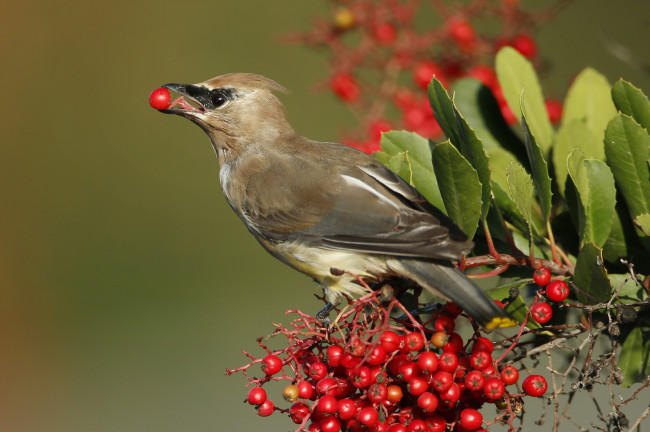 Обои картинки фото животные, свиристели, свиристель, ягоды, клюв, птица