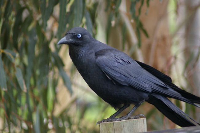 Обои картинки фото ворон, животные, вороны,  грачи,  галки, чёрный, птица