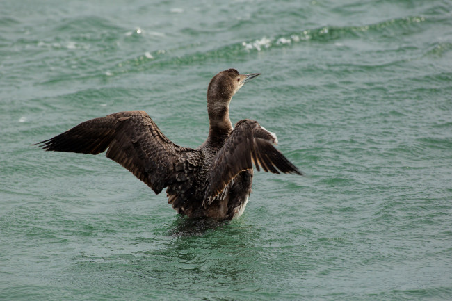 Обои картинки фото животные, птицы, птица, вода, брызги