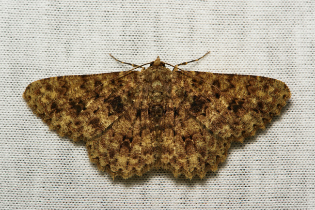 Обои картинки фото животные, бабочки,  мотыльки,  моли, крылья, макро, itchydogimages, моль, вязаное, полотно