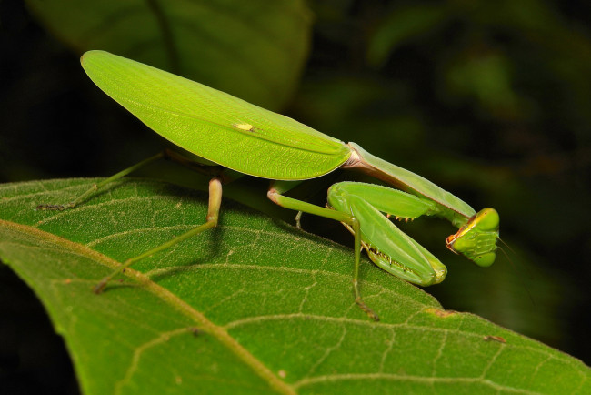 Обои картинки фото животные, богомолы, itchydogimages, макро, насекомое, богомол