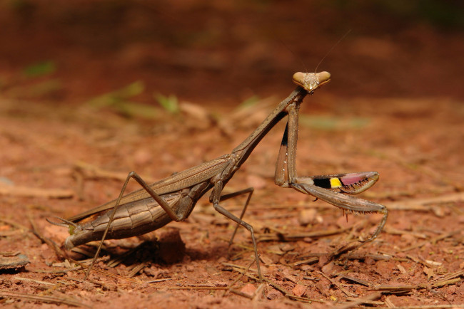 Обои картинки фото животные, богомолы, itchydogimages, макро, богомол