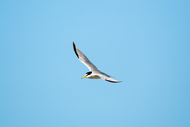 Обои картинки фото животные, Чайки,  бакланы,  крачки, птица, летит, небо