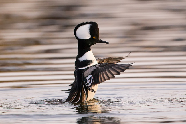 Обои картинки фото животные, Чомги , поганки, поганка, птица, вода, крылья