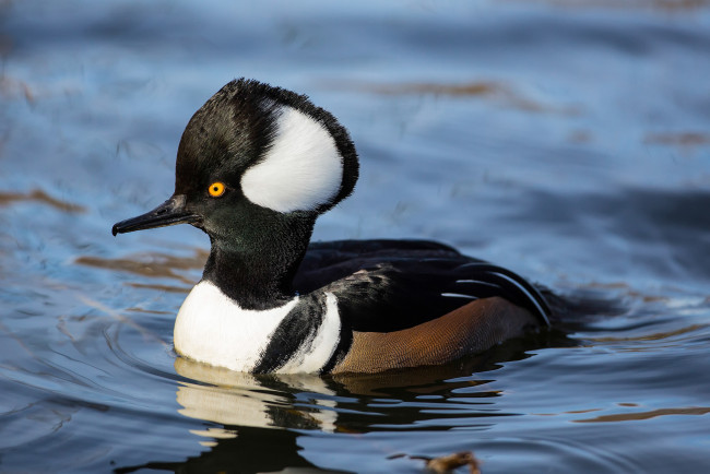 Обои картинки фото животные, Чомги , поганки, поганка, птица, вода