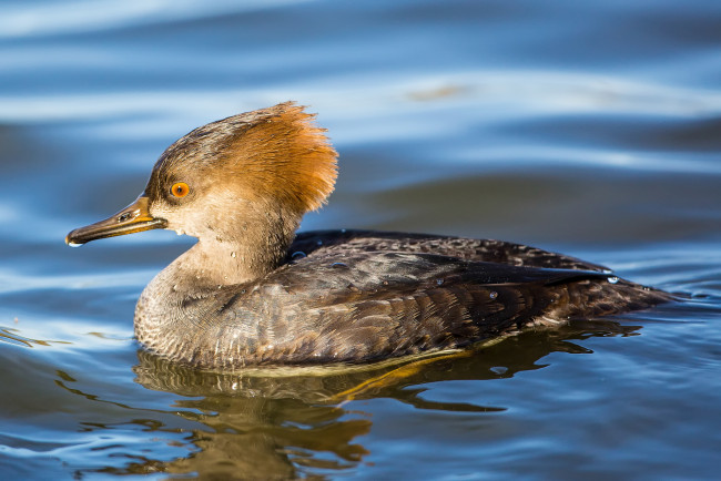 Обои картинки фото животные, Чомги , поганки, поганка, птица, вода