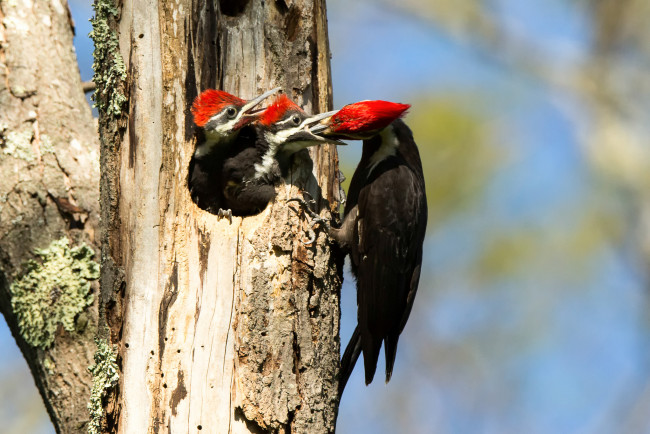 Обои картинки фото животные, дятлы, дерево, дупло, дятел, птенцы