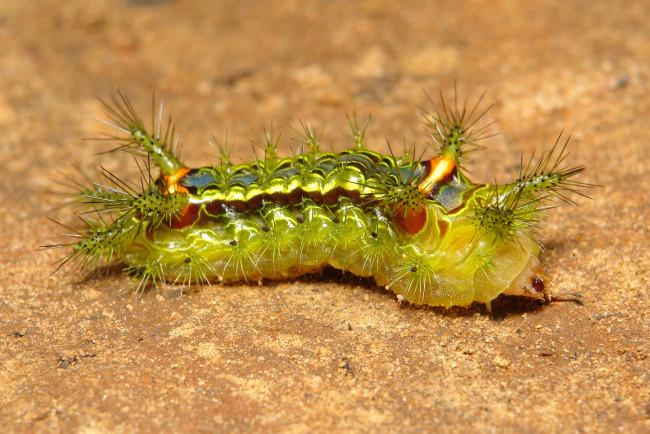 Обои картинки фото животные, гусеницы, гусеница, лист, макро, itchydogimages