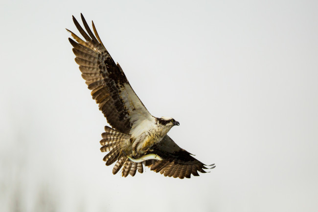 Обои картинки фото животные, птицы - хищники, птица, хищник, полёт