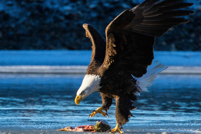 Обои картинки фото животные, птицы - хищники, птица, орёл, добыча, крылья
