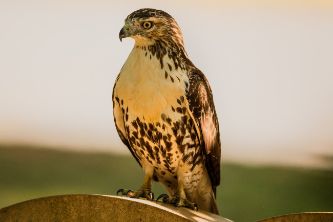 Обои картинки фото животные, птицы - хищники, птица, орёл, хищник