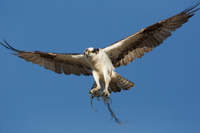 Обои картинки фото животные, птицы - хищники, сокол, хищник, птица, небо, корни, полёт