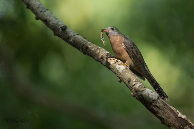 Обои картинки фото животные, птицы, фон, ветка, птица, гусеница, еда