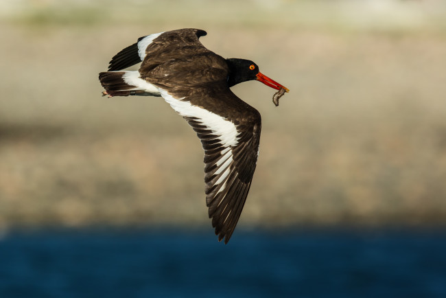 Обои картинки фото животные, птицы, клюв, гусеница, полёт, птица