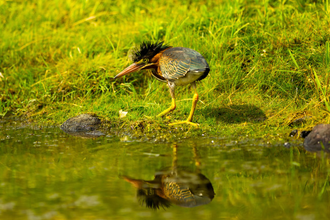 Обои картинки фото животные, птицы, отражение, вода, зелень, трава, хохолок, птица