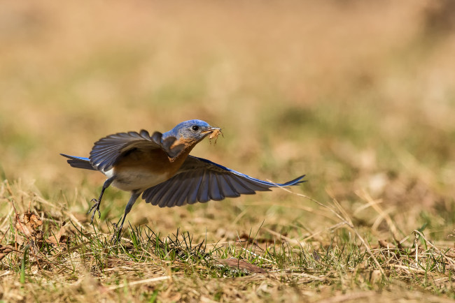 Обои картинки фото животные, птицы, природа, птица, взгляд, добыча