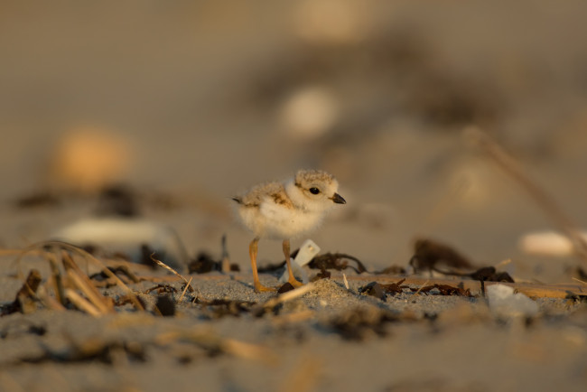 Обои картинки фото животные, птицы, птенец, фон, пушистый