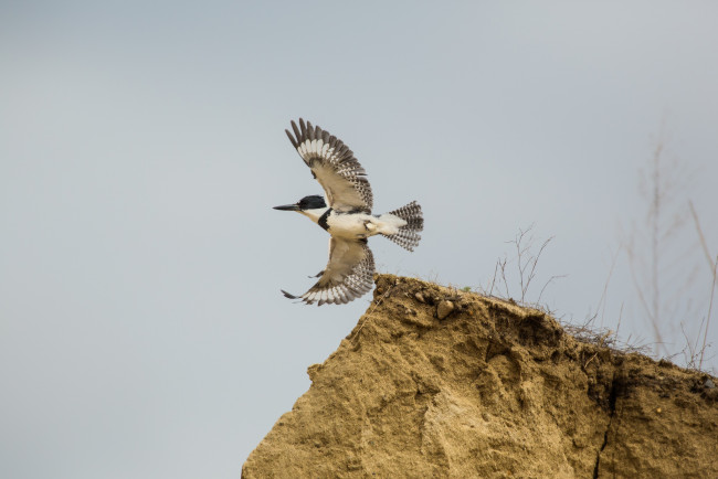 Обои картинки фото животные, птицы, птица, крылья, полёт, небо