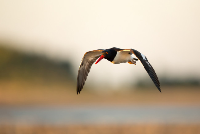 Обои картинки фото животные, птицы, птица, небо, летит