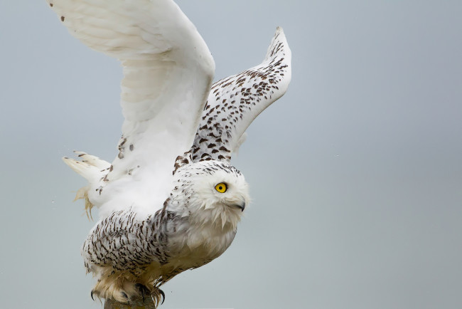 Обои картинки фото животные, совы, сова, белая, птица, крылья