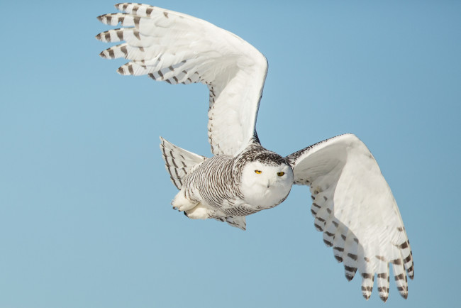 Обои картинки фото животные, совы, сова, птица, летит, крылья, небо