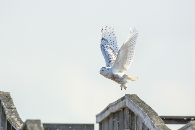 Обои картинки фото животные, совы, сова, птица, полёт, белая, небо