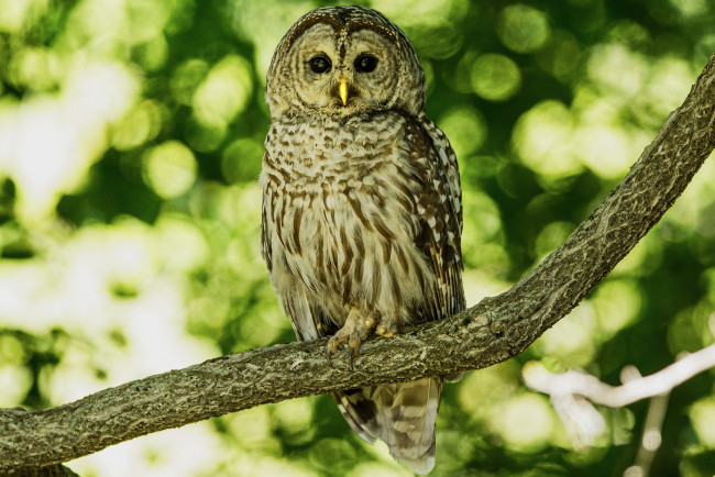 Обои картинки фото животные, совы, сова, ветка, птица