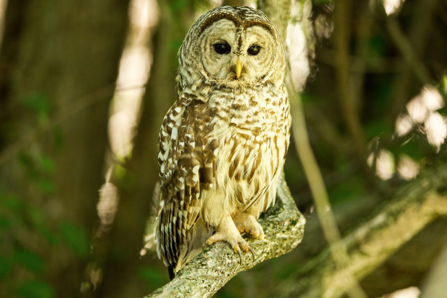 Обои картинки фото животные, совы, ветка, птица, сова