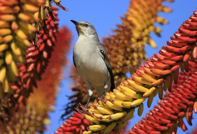 Обои картинки фото животные, птицы, природа, цветы, небо, птица