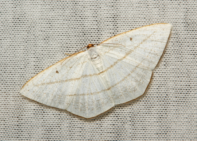 Обои картинки фото животные, бабочки,  мотыльки,  моли, itchydogimages, макро, моль, мотылёк