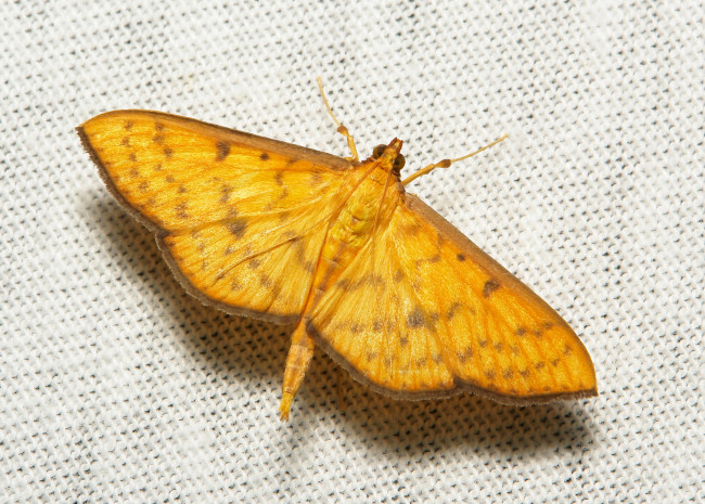 Обои картинки фото животные, бабочки,  мотыльки,  моли, itchydogimages, макро, насекомое, мотылёк