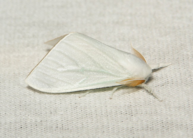 Обои картинки фото животные, бабочки,  мотыльки,  моли, макро, itchydogimages, мотылёк, моль