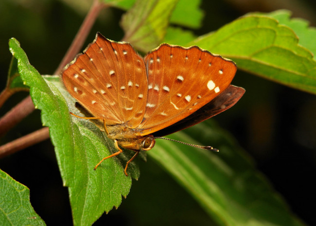Обои картинки фото животные, бабочки,  мотыльки,  моли, узор, усики, крылья, бабочка, макро, itchydogimages