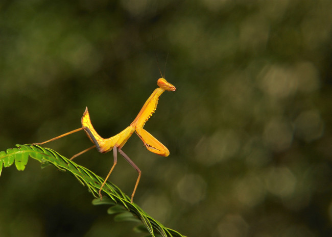 Обои картинки фото животные, богомолы, насекомое, богомол, макро, itchydogimages