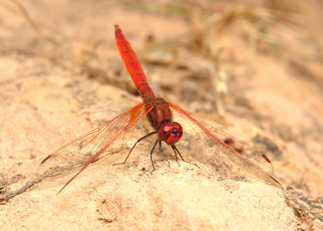 Обои картинки фото животные, стрекозы, макро, стрекоза, itchydogimages